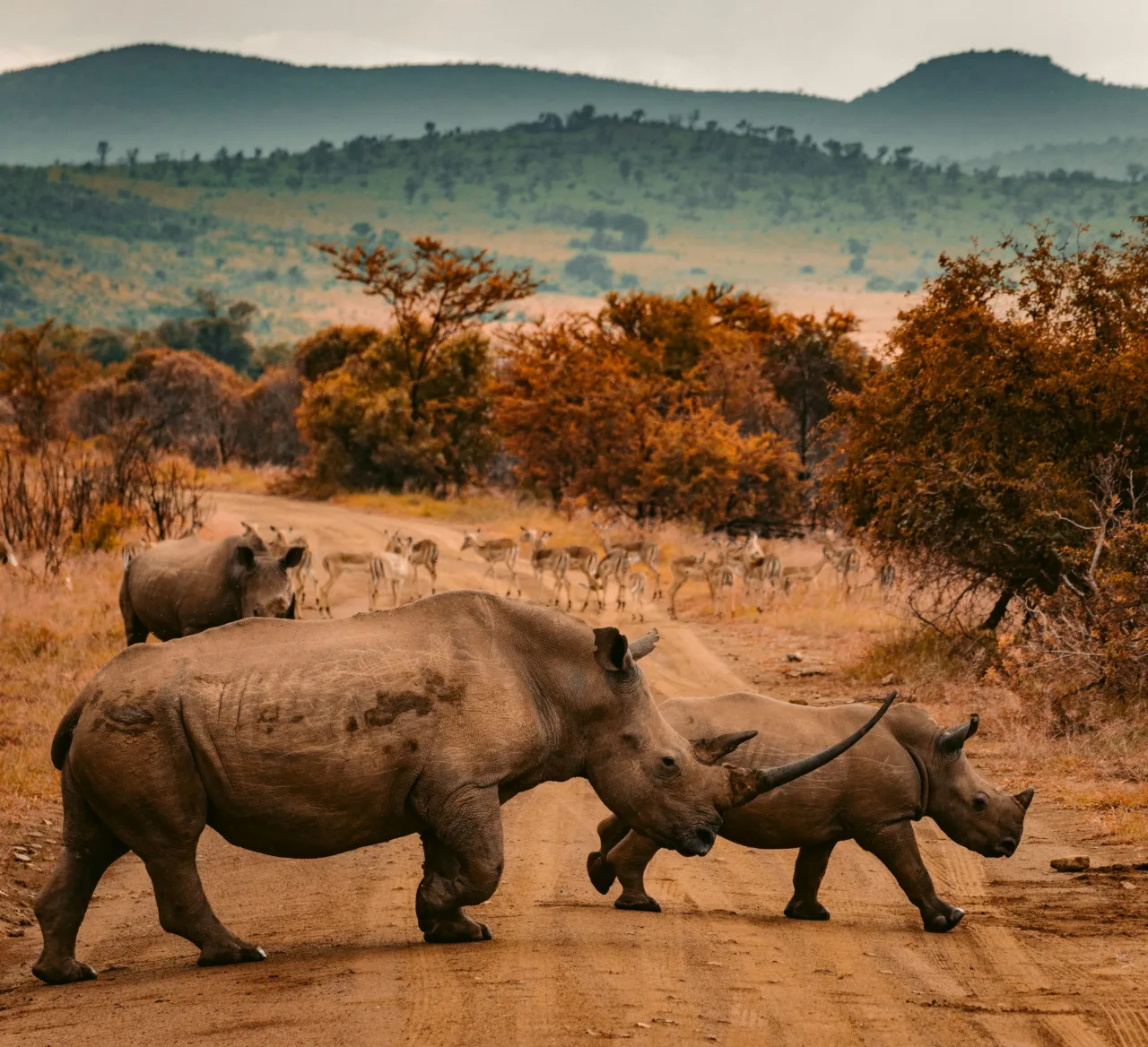 Protect the Rhinos - The Collective Travel